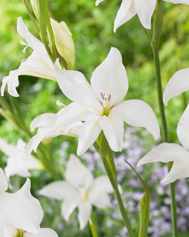 Gladiolus 'Albus'