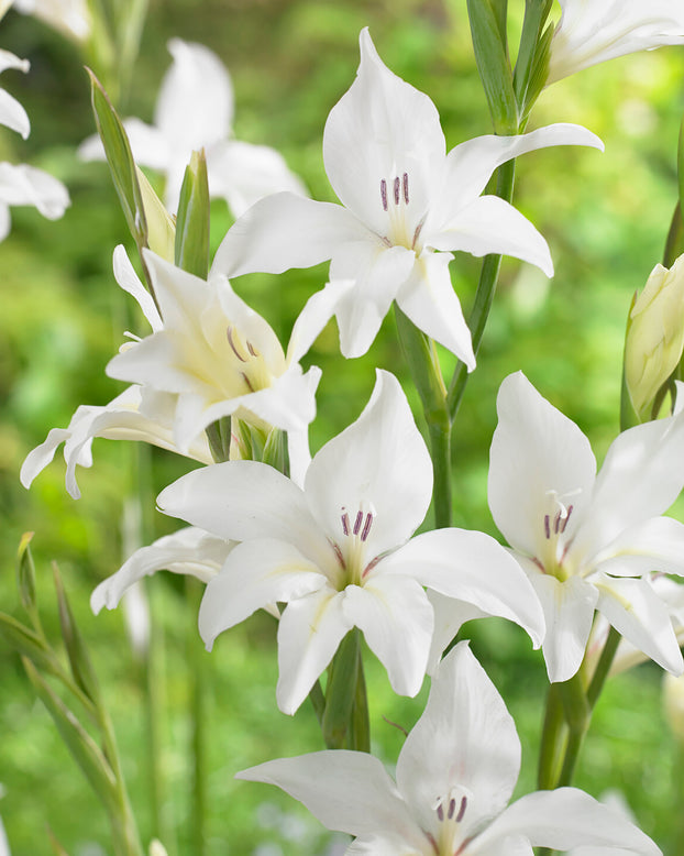 Gladiolus 'Albus'