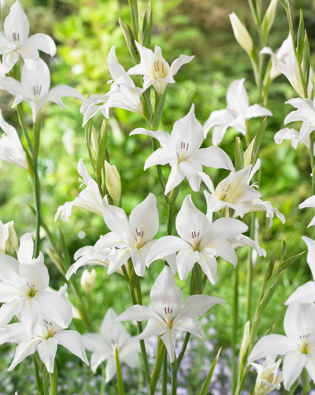 Gladiolus 'Albus'