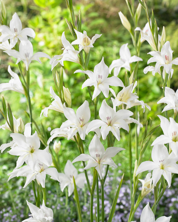 Gladiolus 'Albus'