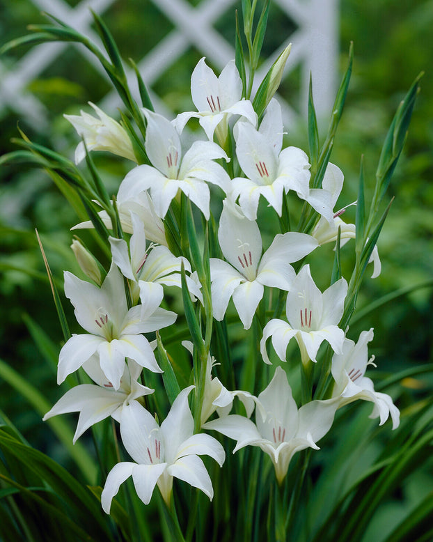 Gladiolus 'Albus'