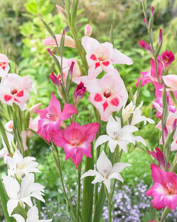 Gladiolus 'Albus'