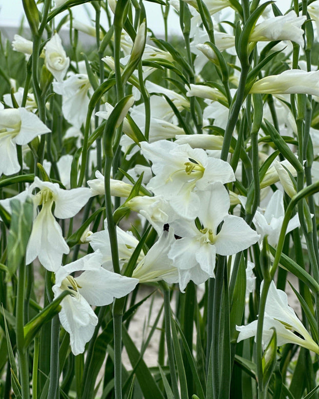 Gladiolus byzantinus 'White'