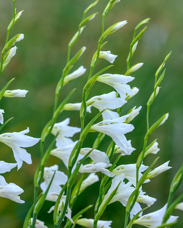 Gladiolus byzantinus 'White'