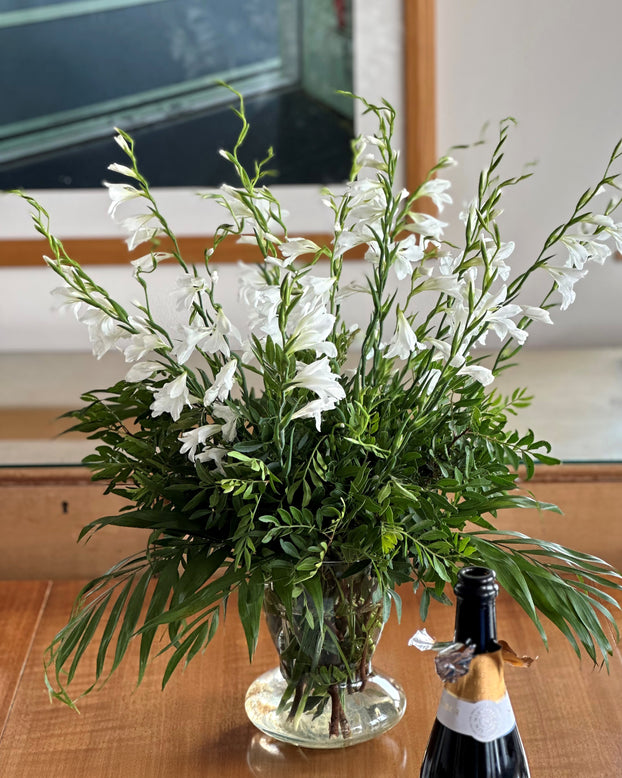 Gladiolus byzantinus 'White'