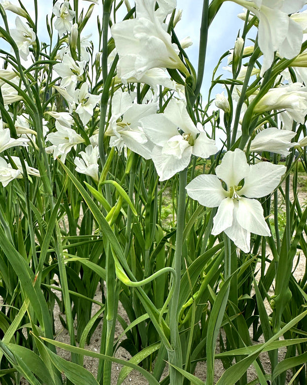 Gladiolus byzantinus 'White'