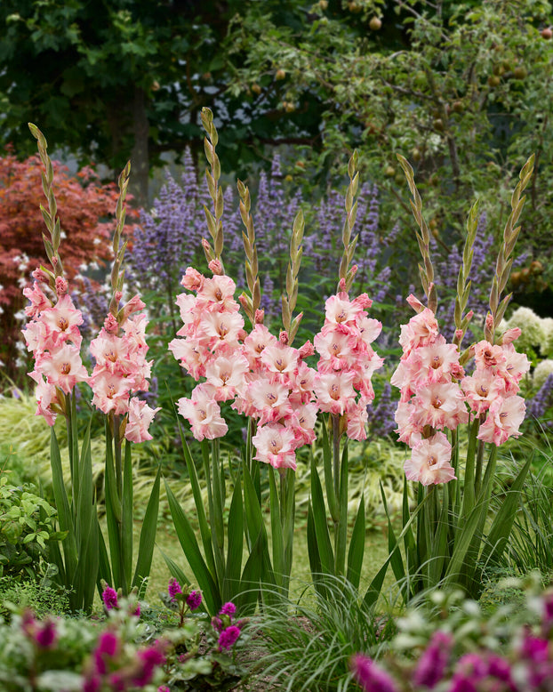 Gladiolus 'Cherry Candy'