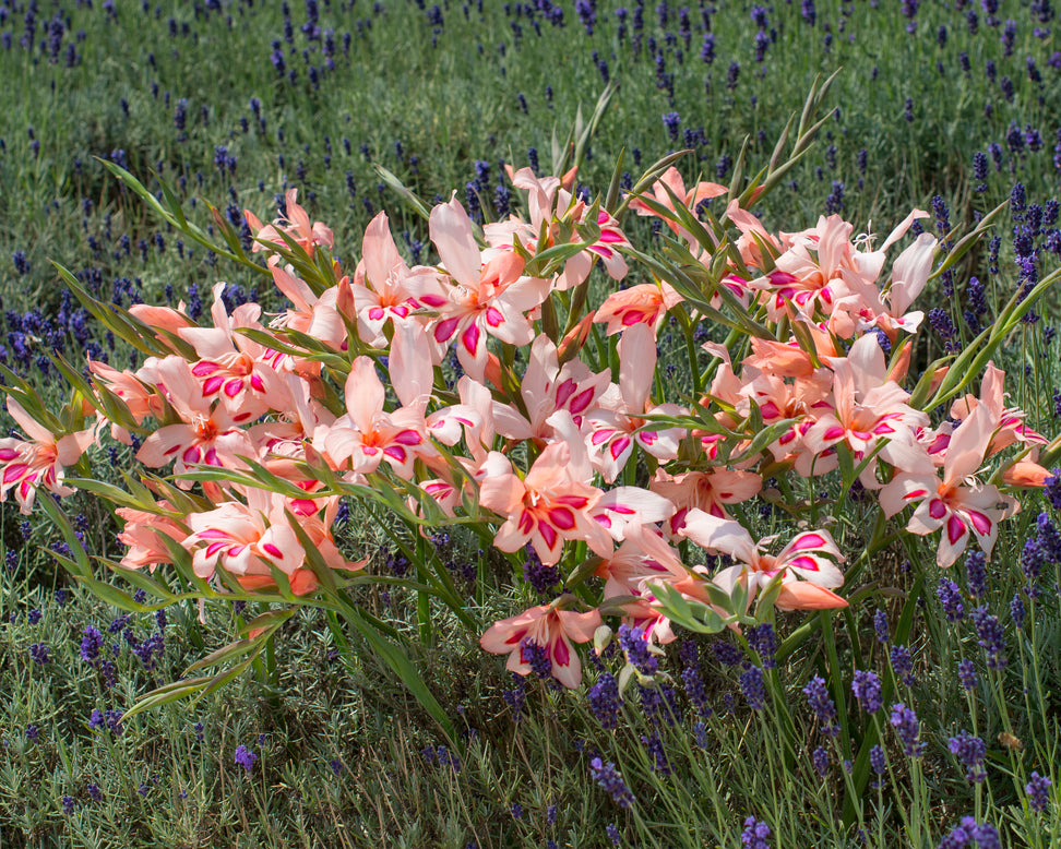 Gladiolus 'Impressive'