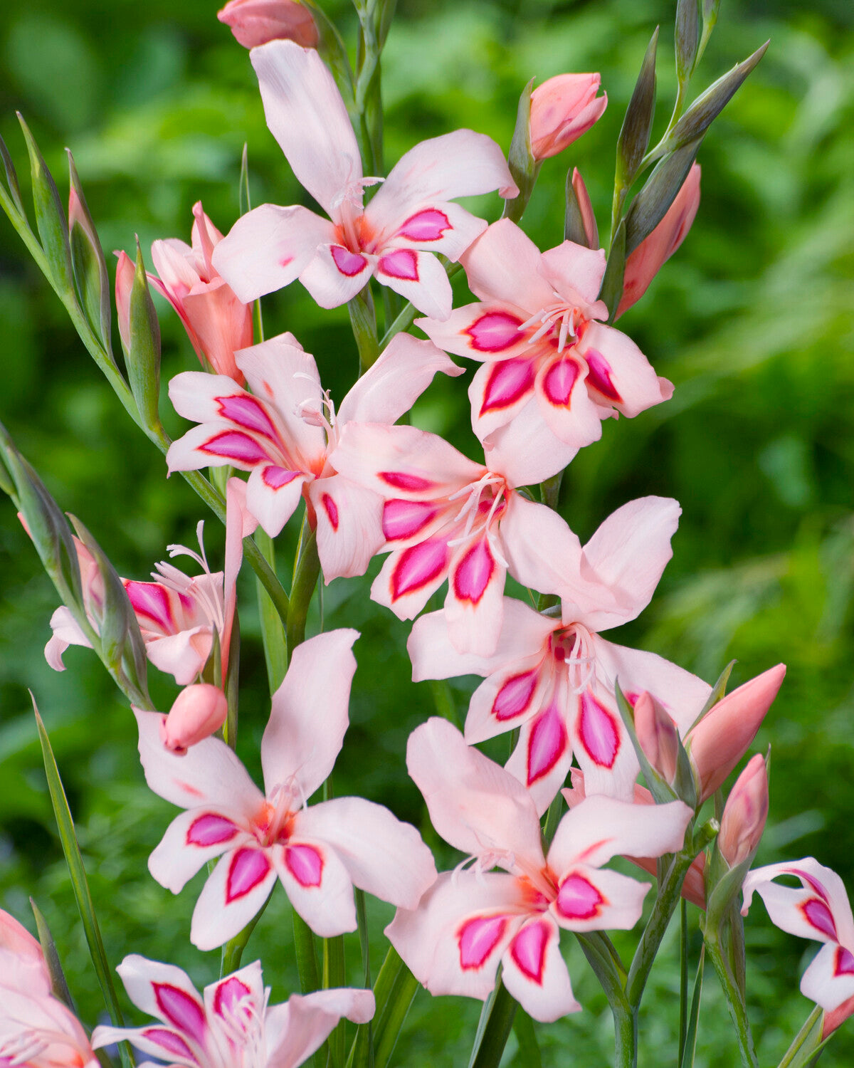 Gladiolus nanus 'Impressive' bulbs — Buy pink dwarf gladiolus online at ...