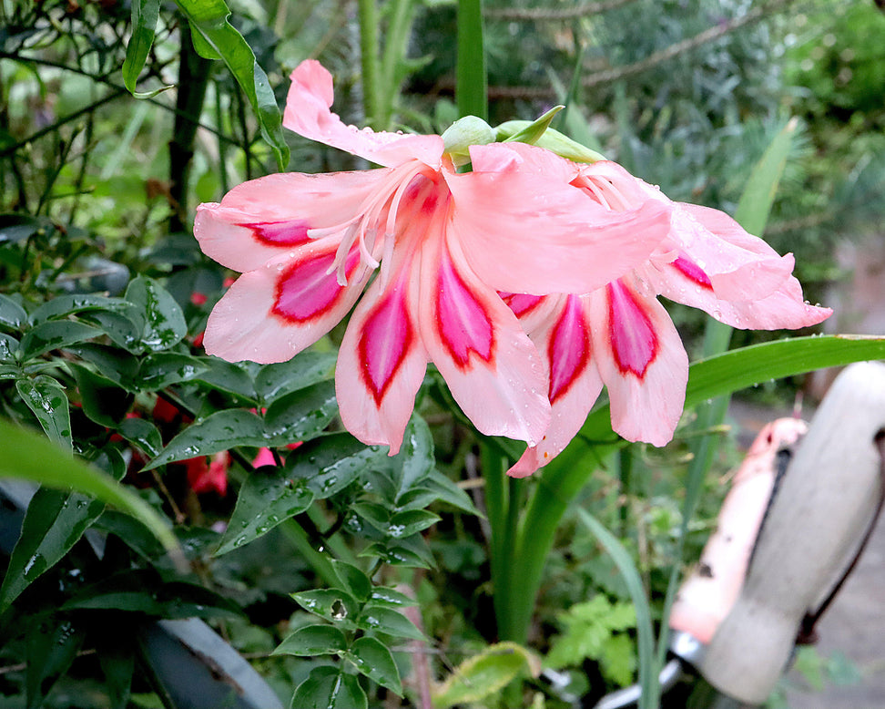 Gladiolus 'Impressive'