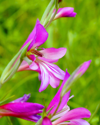 Gladiolus corms (autumn planting)