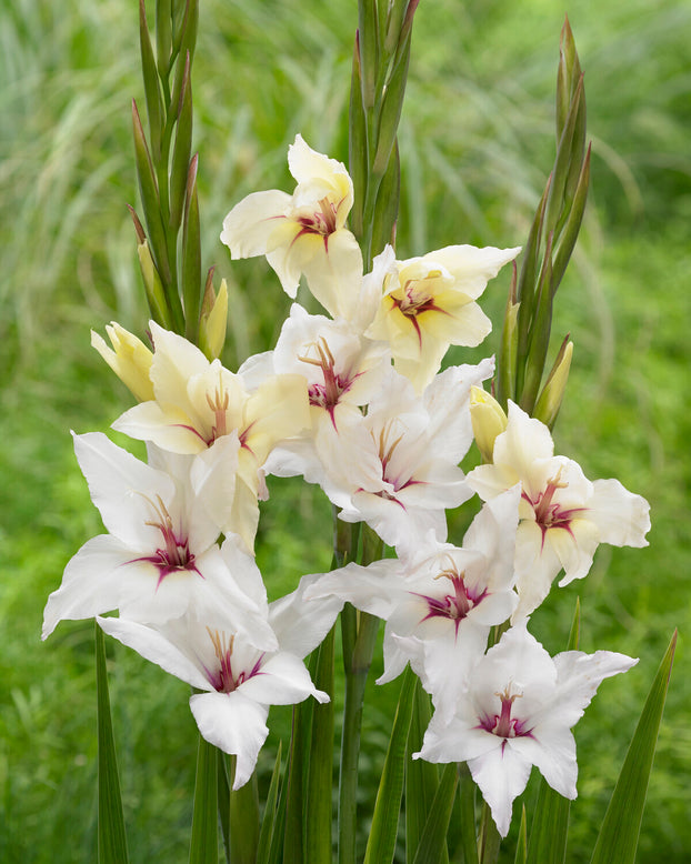 Gladiolus 'Lucky Star'