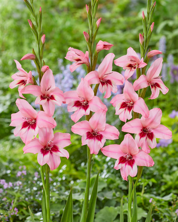 Acidanthera murielae 'Pink'