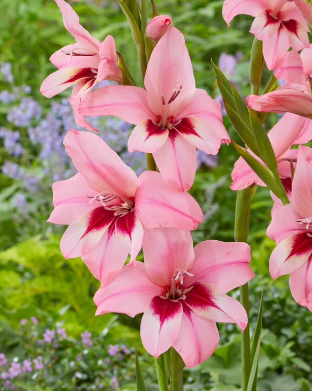 Acidanthera murielae 'Pink'