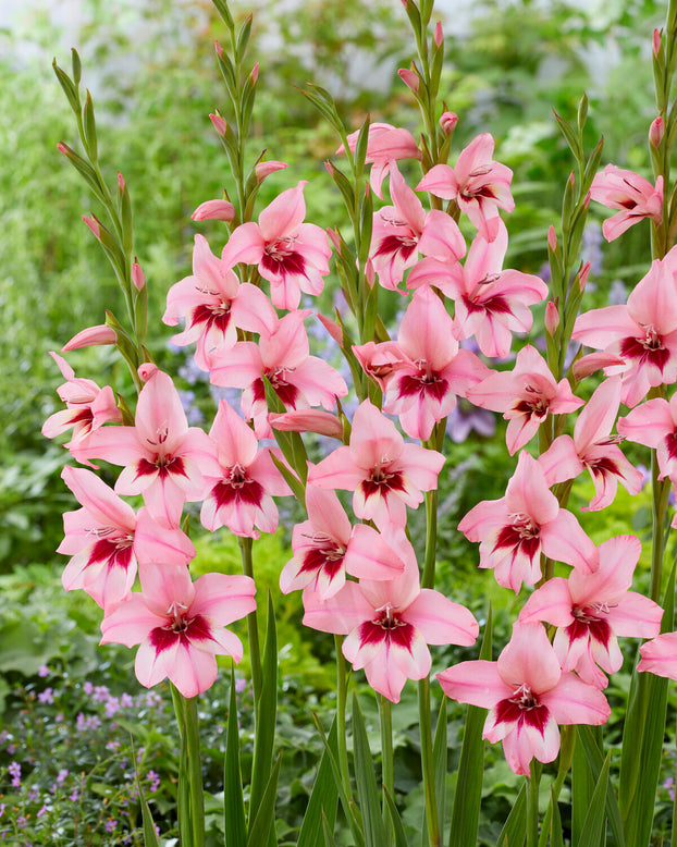 Acidanthera murielae 'Pink'