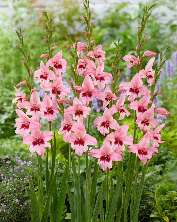 Acidanthera murielae 'Pink'