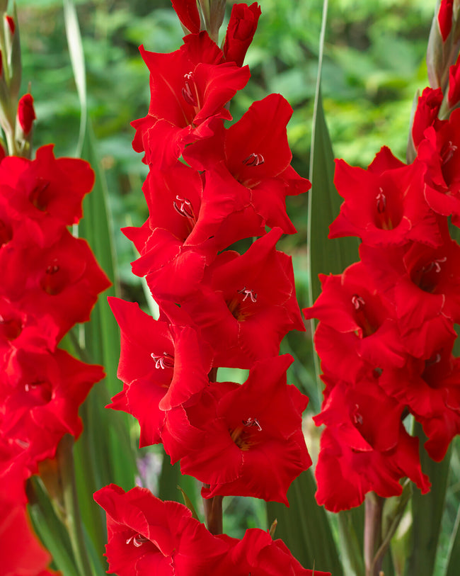 Gladiolus 'Zizanie' bulbs/corms — Buy online at Farmer Gracy UK