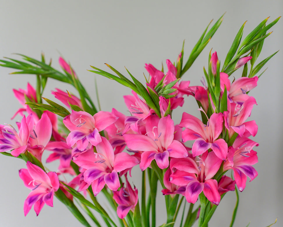 Gladiolus 'Vulcano'