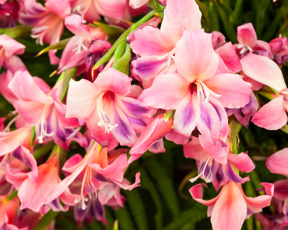 Gladiolus 'Vulcano'