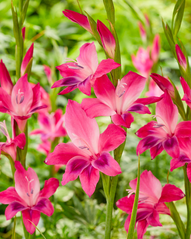 Gladiolus 'Vulcano'