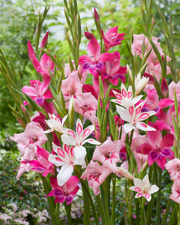 Gladiolus 'Vulcano'