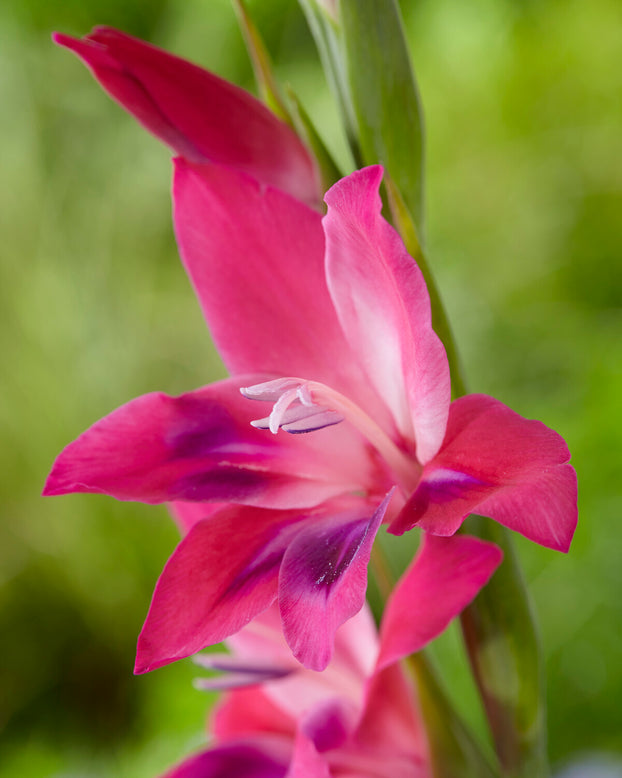 Gladiolus 'Vulcano'