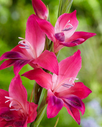 Gladiolus 'Vulcano'
