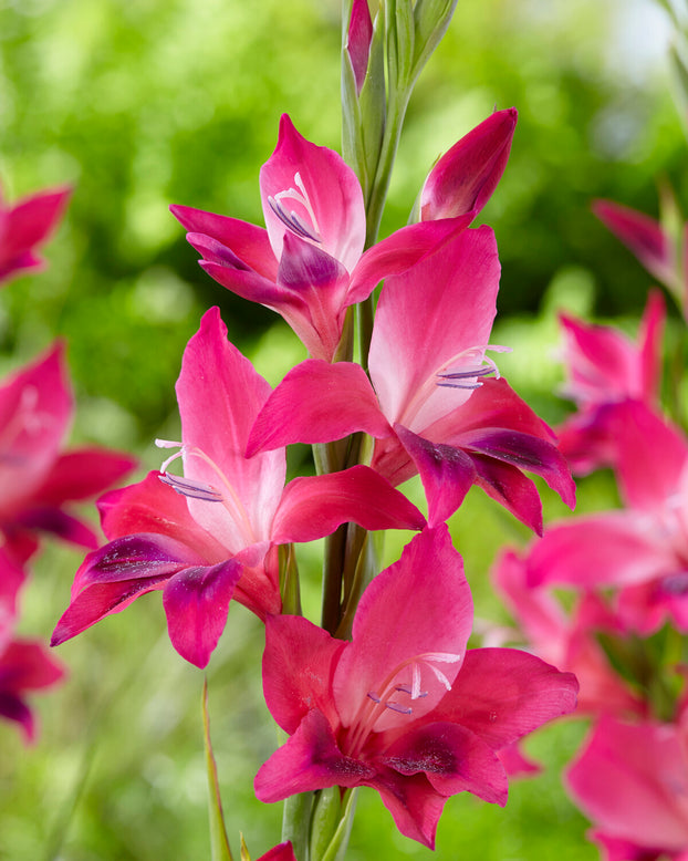 Gladiolus 'Vulcano'