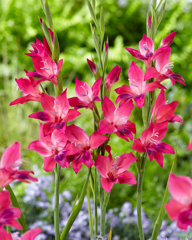 Gladiolus 'Vulcano'