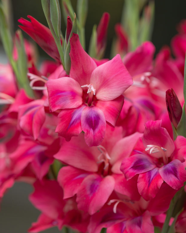 Gladiolus 'Vulcano'