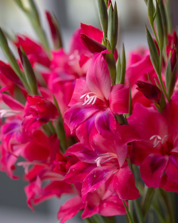 Gladiolus 'Vulcano'