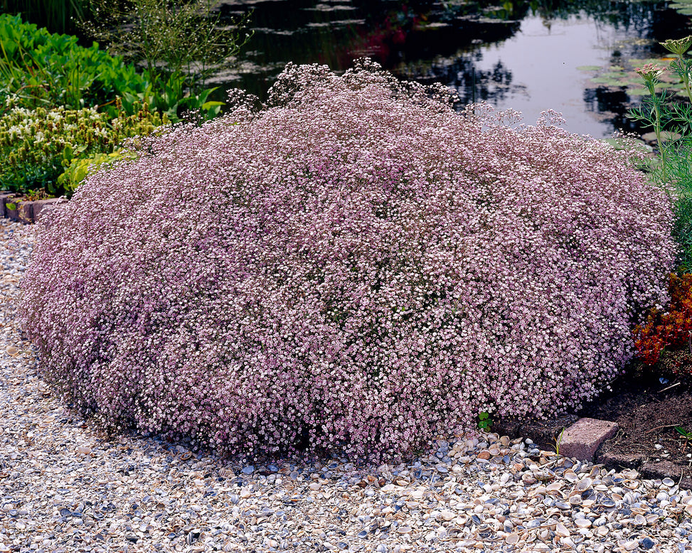 Gypsophila pacifica