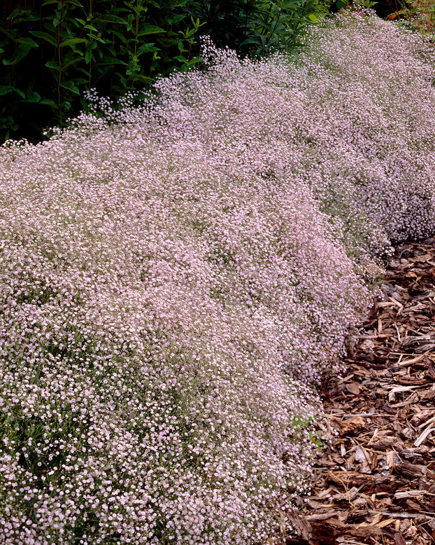 Gypsophila pacifica