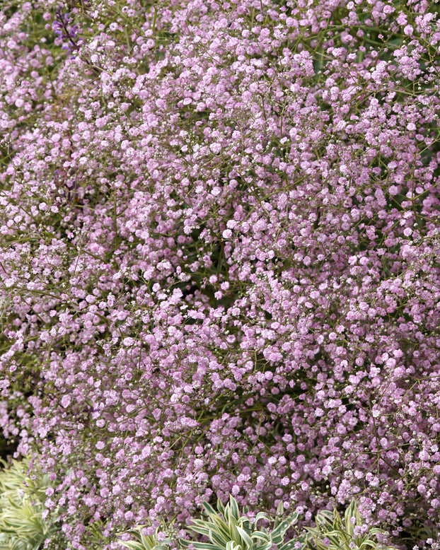 Gypsophila pacifica