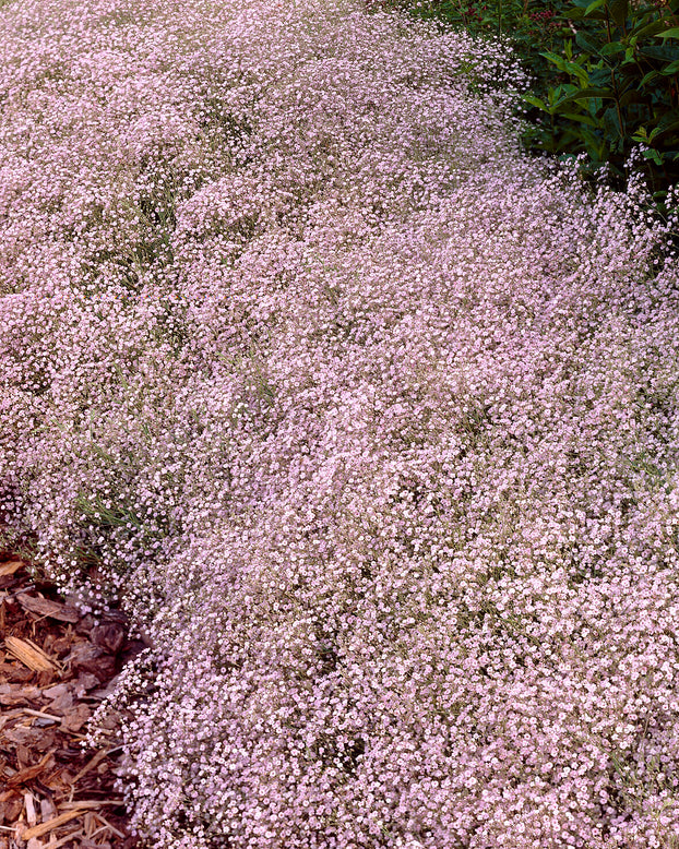 Gypsophila pacifica