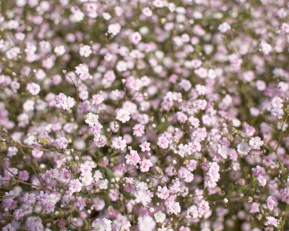 Gypsophila pacifica