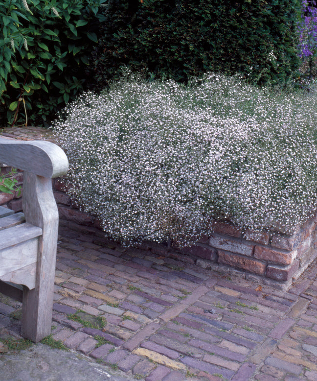 Gypsophila paniculata