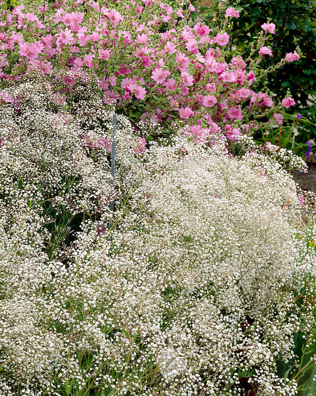 Gypsophila paniculata