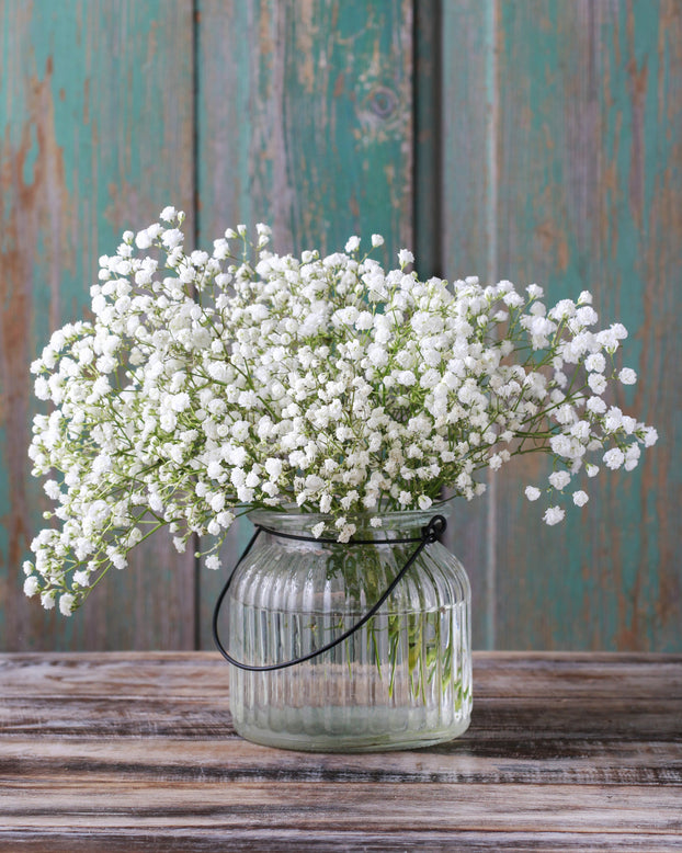 Gypsophila paniculata