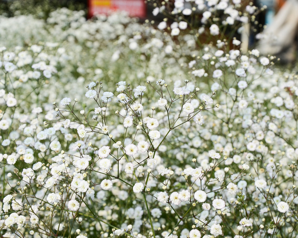 Gypsophila paniculata