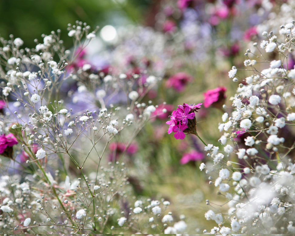 Gypsophila paniculata