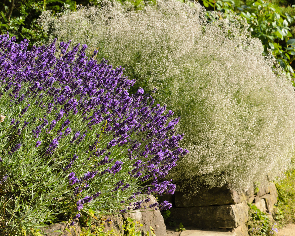 Gypsophila paniculata