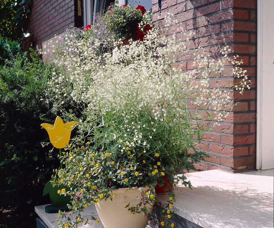 Gypsophila paniculata