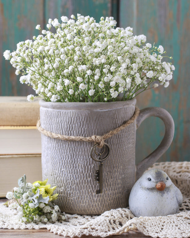 Gypsophila paniculata