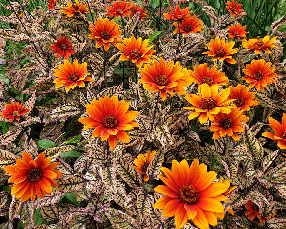 Heliopsis 'Orange Marble'