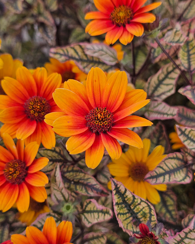 Heliopsis 'Orange Marble'