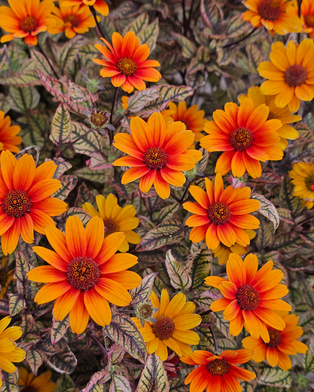 Heliopsis 'Orange Marble'