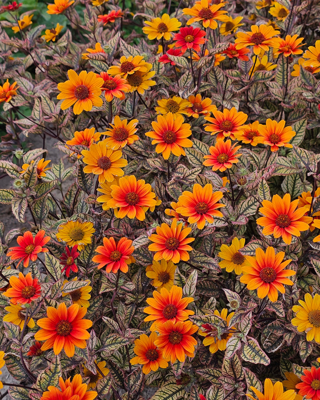 Heliopsis 'Orange Marble'