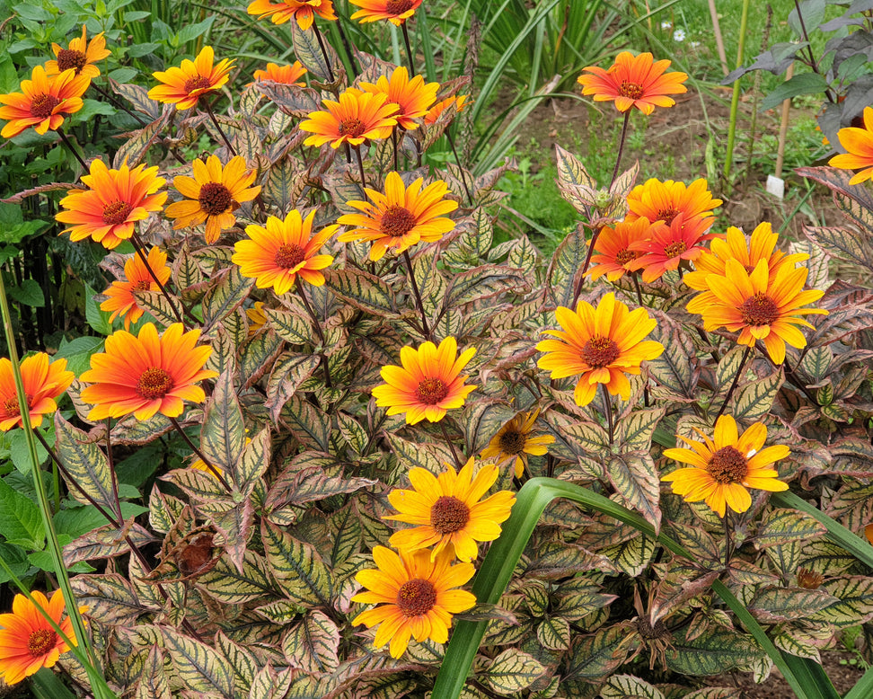 Heliopsis 'Orange Marble'