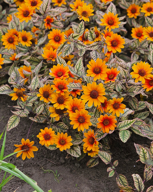 Heliopsis 'Orange Marble'